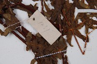 栗蕨藏品圖，第3張