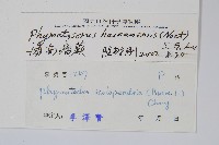 海南瘤蕨藏品圖，第2張