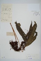 大線蕨藏品圖，第1張