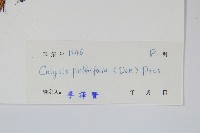 大線蕨藏品圖，第2張