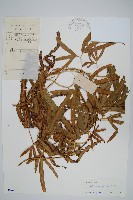 海南海金沙藏品圖，第1張