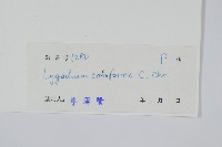 海南海金沙藏品圖，第2張