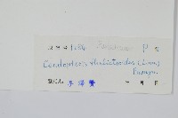 水蕨藏品圖，第2張