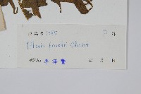 疏裂鳳尾蕨藏品圖，第2張