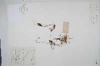 瓶爾小草藏品圖，第1張