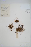 紅毛禾葉蕨藏品圖，第1張