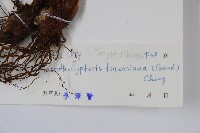 普通針毛蕨藏品圖，第2張