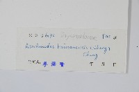 海南複葉耳蕨藏品圖，第2張