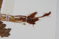 海南複葉耳蕨藏品圖，第3張
