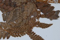 海南複葉耳蕨藏品圖，第4張