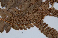 海南複葉耳蕨藏品圖，第5張