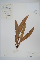 星蕨藏品圖，第1張