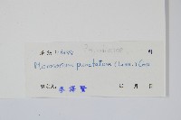 星蕨藏品圖，第2張