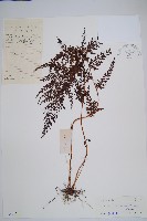 烏蕨藏品圖，第1張