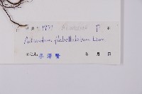 扇葉鐵線蕨藏品圖，第2張