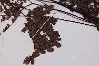 扇葉鐵線蕨藏品圖，第3張