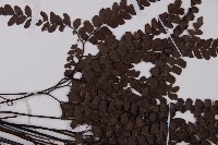 扇葉鐵線蕨藏品圖，第5張