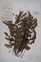 軸脈蕨藏品圖，第1張