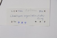 軸脈蕨藏品圖，第2張