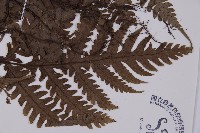 軸脈蕨藏品圖，第3張