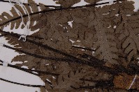 軸脈蕨藏品圖，第4張