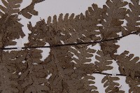 軸脈蕨藏品圖，第5張