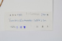 竹葉蕨藏品圖，第2張