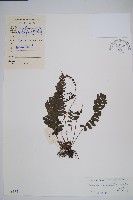 刺蕨藏品圖，第1張