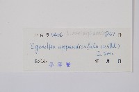 刺蕨藏品圖，第2張