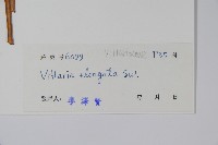 唇邊書帶蕨藏品圖，第2張