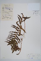 密毛毛蕨藏品圖，第1張