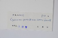 密毛毛蕨藏品圖，第2張