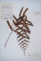 黑桫蕨藏品圖，第1張