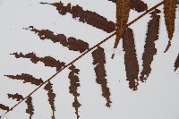 黑桫蕨藏品圖，第3張