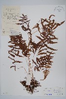 密腺副金星蕨藏品圖，第1張