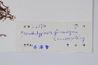 密腺副金星蕨藏品圖，第2張