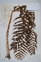 登錄號:P004478藏品圖，第1張