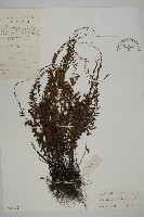 鞭葉鐵線蕨藏品圖，第1張