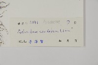 鞭葉鐵線蕨藏品圖，第2張