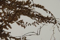 鞭葉鐵線蕨藏品圖，第3張