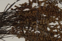 鞭葉鐵線蕨藏品圖，第5張