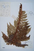 阿里山耳蕨藏品圖，第1張