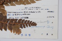 阿里山耳蕨藏品圖，第2張