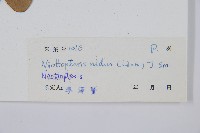 巢蕨藏品圖，第2張