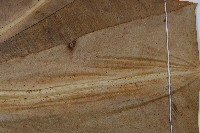 巢蕨藏品圖，第3張