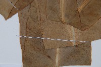 巢蕨藏品圖，第5張