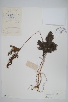 翅柄鳳尾蕨藏品圖，第1張