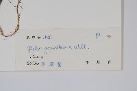 翅柄鳳尾蕨藏品圖，第2張