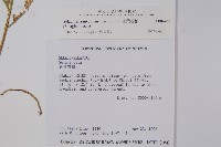 密葉卷柏藏品圖，第1張