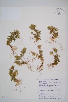 長柄千層塔藏品圖，第1張